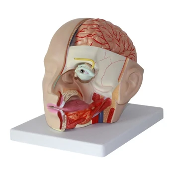 Artéria Cerebral Modelo, Anatômica da Artéria Cerebral Anatomia Modelo D5QC